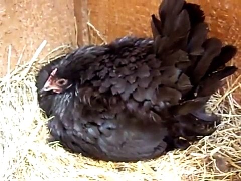 My Broody Hen is hatching eggs RIGHT NOW!!! =D =D =D