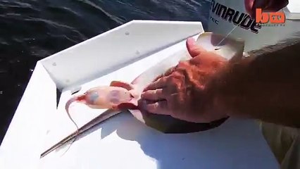 Caught On Camera Fisherman Helps Stingray Give Birth