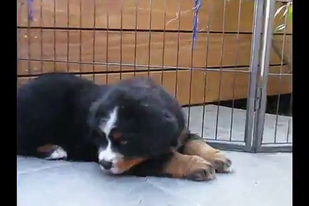 Portée Miss x Blackfoot  7 semaines