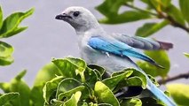 Birds of Pura Vida House, Guanacaste, Costa Rica