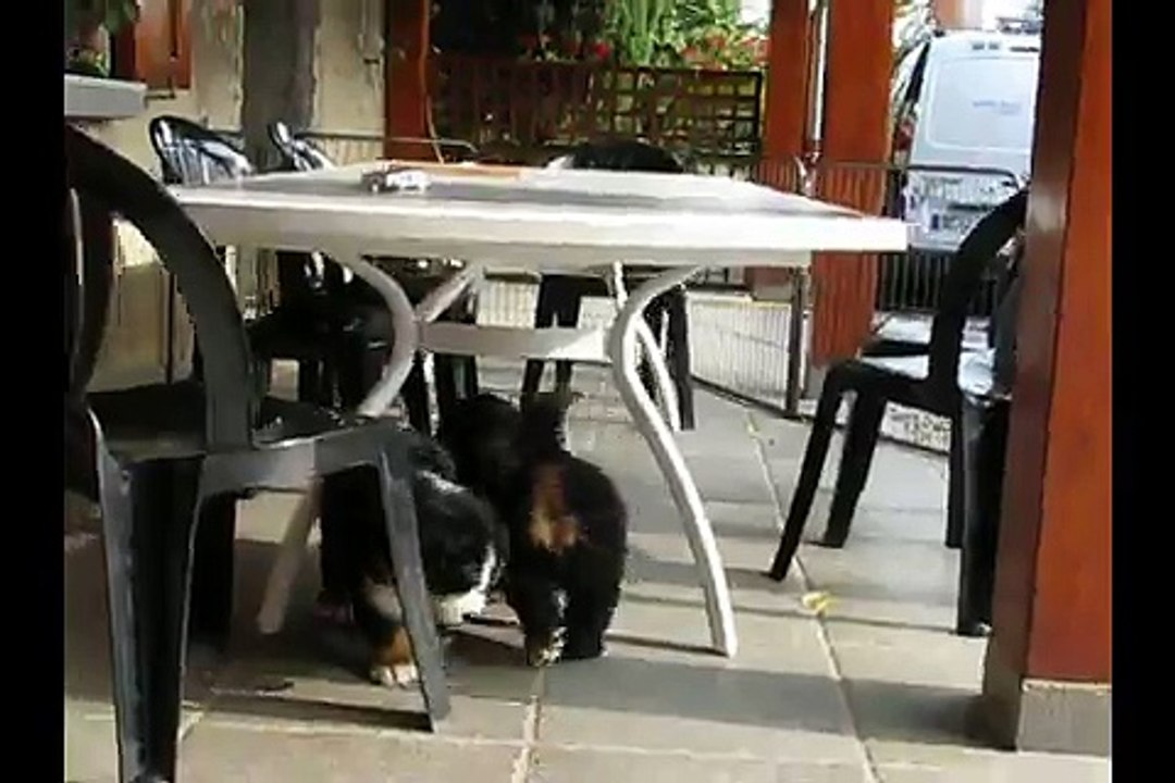 Portée Miss x Blackfoot  7 semaines