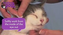 طريقة تنظيف عيون القطط بكل سهولة