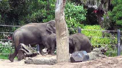 Melbourne Zoo Baby elephant Sanook died