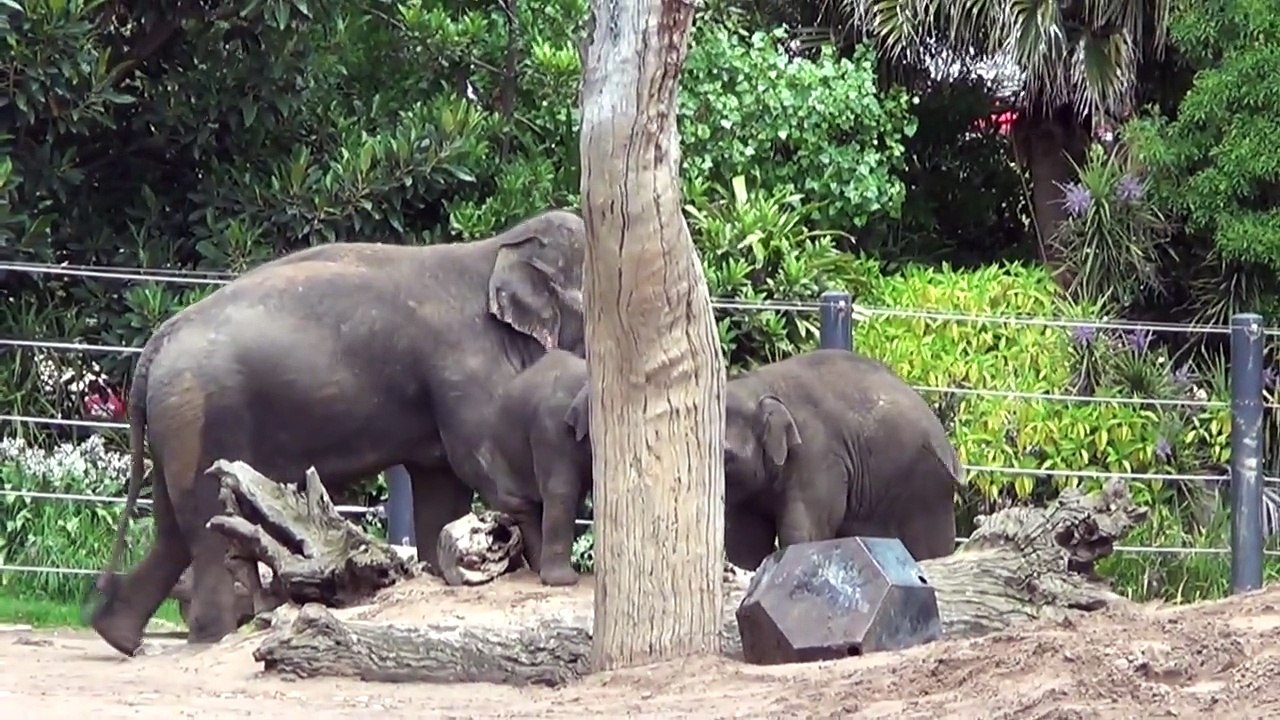 Melbourne Zoo Baby elephant Sanook died