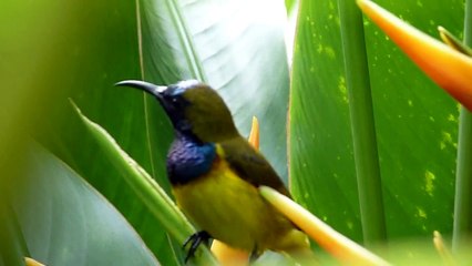 Olive-backed Sunbird