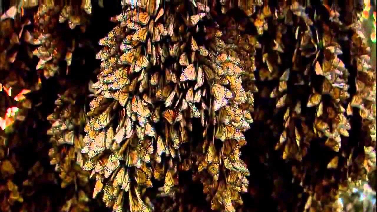 Animal Planet 2015 Discovery Channel Wildlife Animals Jaguar Documentary 720 HD