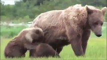 Grizzly Bears Fighting Wolves In The Wild - Full Documentary - Wildlife Animals