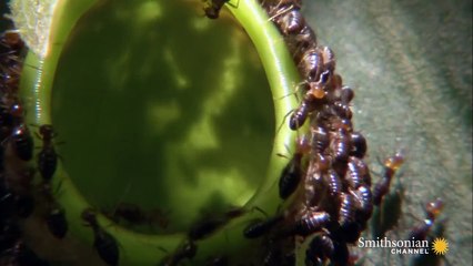 This Plant Feasts on More than 6,000 Insects an Hour