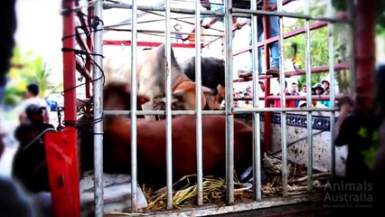 ✦MAURITIUS CRUEL FESTIVAL SACRIFICE OF 'EID AL-ADHA' 2013" INVESTIGATION..