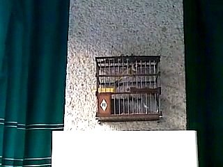 jilguero canto limpio de este año