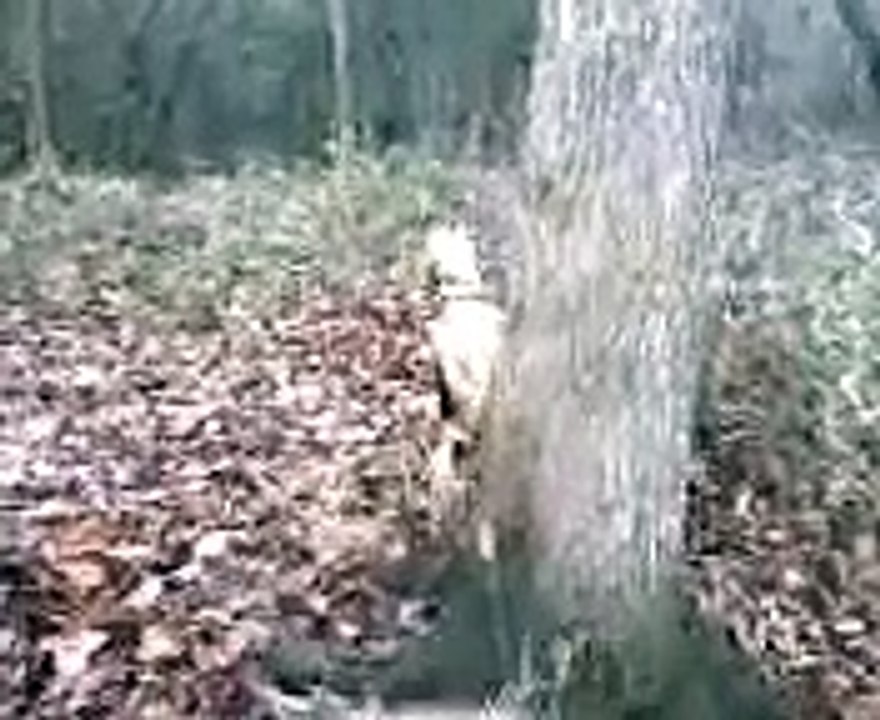 Amy the Feist Treeing