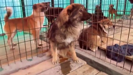 Massacre de chiens au sein de l'Europe : Roumanie