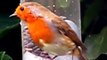 Robin Red Breast . Erithacus Rubecula . European Robin . British Garden Birds UK