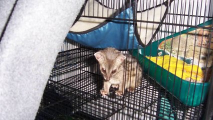 Exotic Pet Sounds: Spotted Genet Noises!