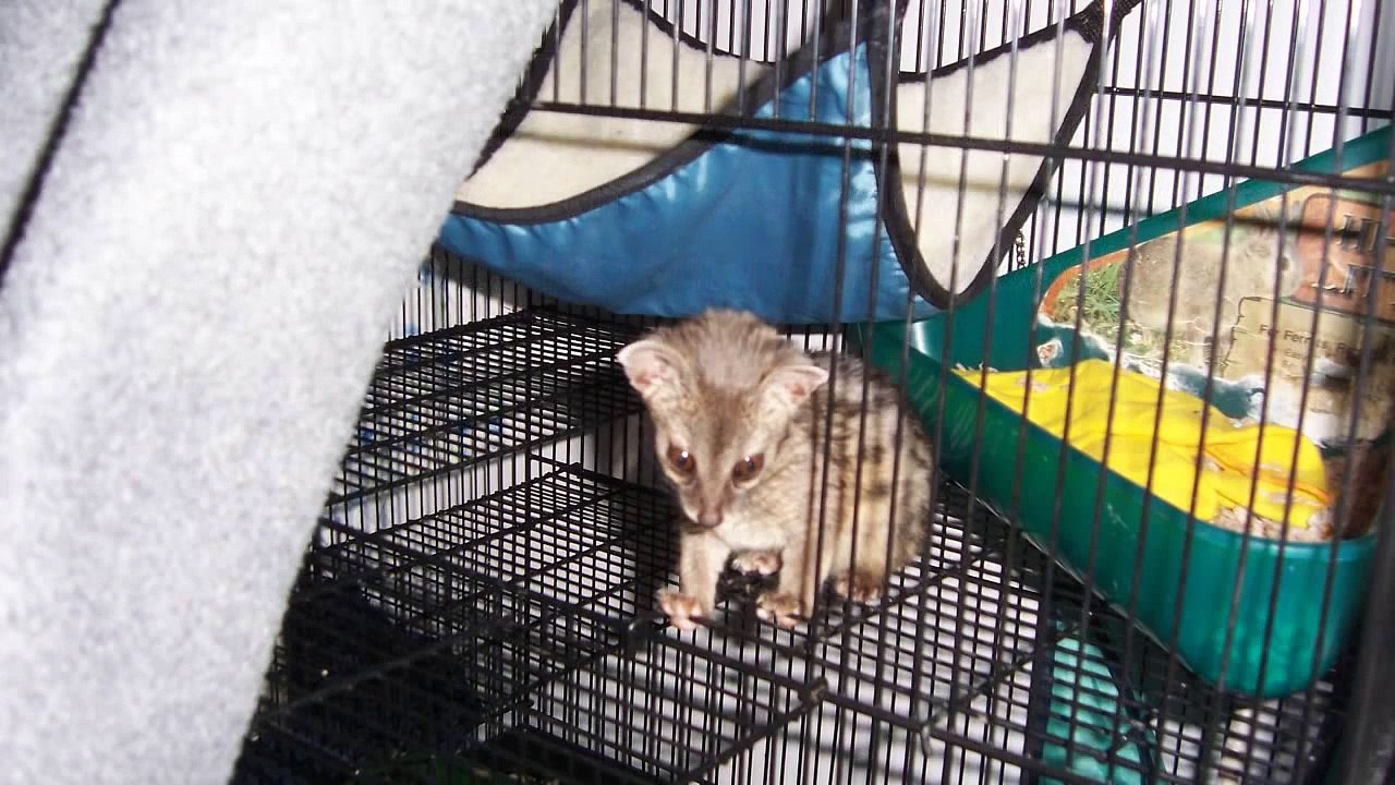 Exotic Pet Sounds: Spotted Genet Noises!
