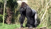 Gorilla v man: How similar are gorillas to humans?