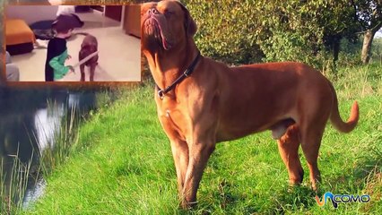 El perro Dogo de Burdeos