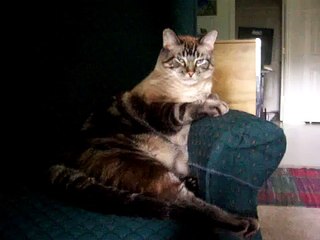 My Cat, Blue the Beautiful