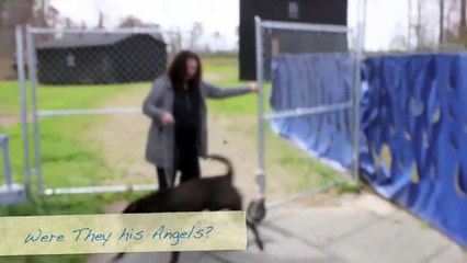 Dogs of Good Newz: Chippy the SharPei mix! We Finally Got Him Off the Chain