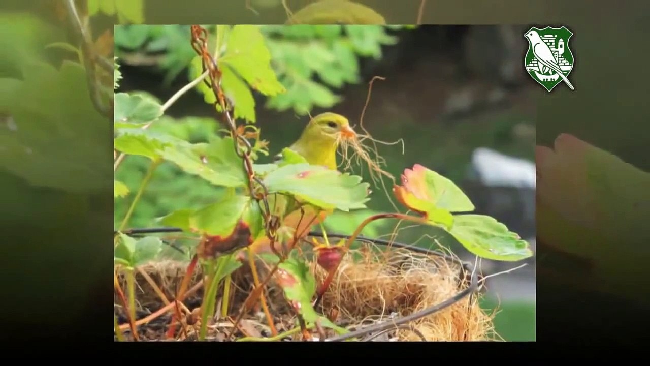 Zelentarka (carduelis chloris)