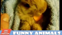Funny cats and dogs begging for food   Cute animal compilation 2015