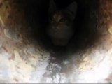 Kitten in the drain pipe