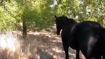 cavallo e asino liberi - frei mit Pferd und Esel