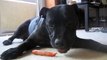 Black Lab Mix Pup Eats a Frozen Carrot