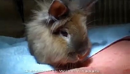 Een konijn met E. cuniculi die aan het weven is.wmv