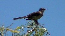 California Wildlife --- Northern Mockingbird, vocalizing at the Nature Center at Mile Square Park