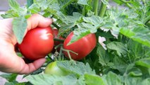 Growing tomatoes in containers: Dwarf tomatoes harvest and taste test