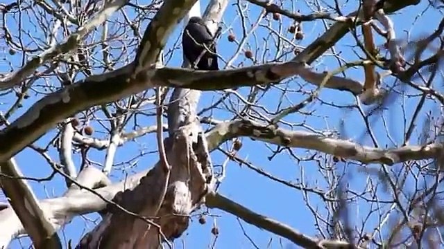 Kavka obecna Corvus monedula Jackdaw Jarmila Kacirkova