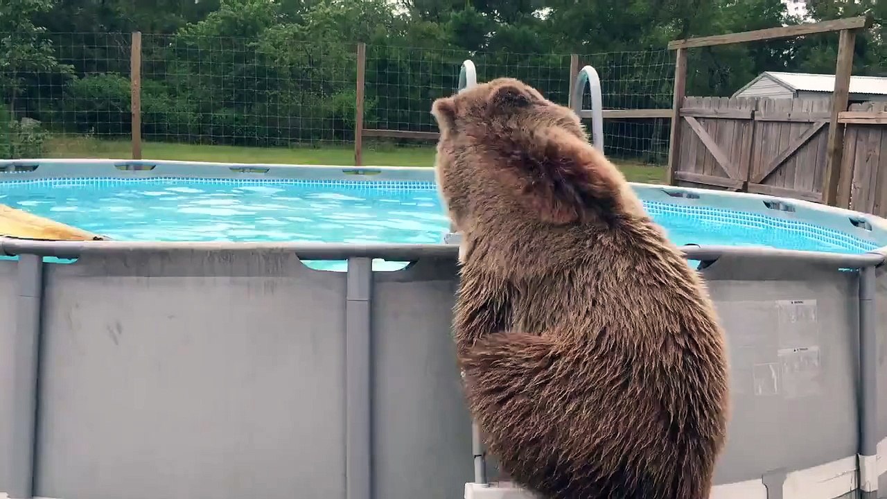 La piscine des ours