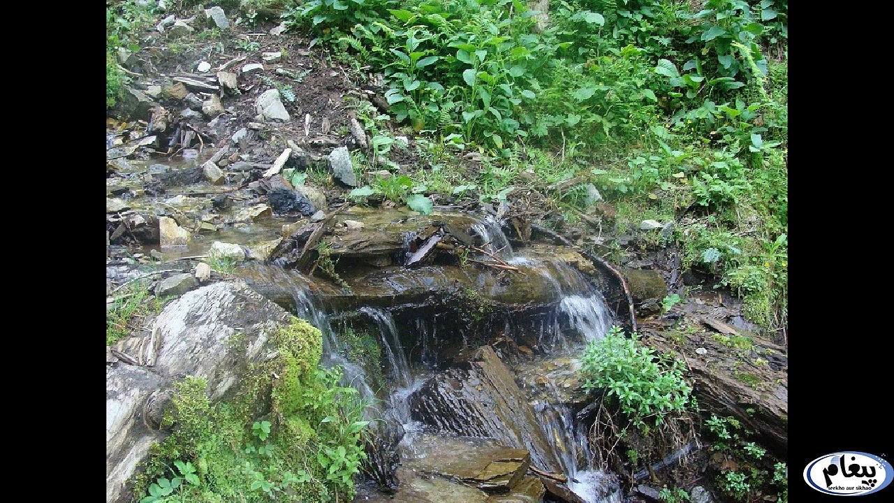 Kamal Ban Forest