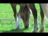 Reiter und Pferd - Caro und Soleika Teil  1