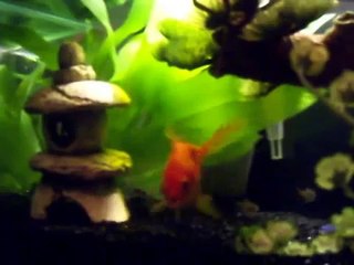 fluval edge
