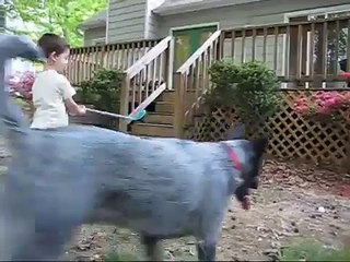 Cattle Dogs are cool!