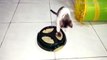 Funny Cat Playing Mouse Toy | Mouse Toy For Cats