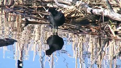 American Coot (Fulica americana)