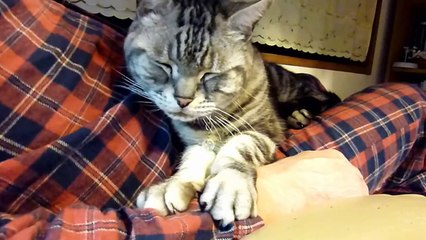 パパとマッサージ機でブルブル～猫