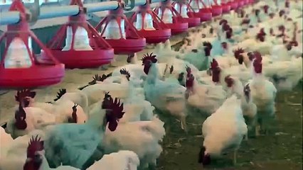 37 Indian Consultants Living In Pakistan Chiniot Power Plant And Security Forces Also Cannot Meet Them.