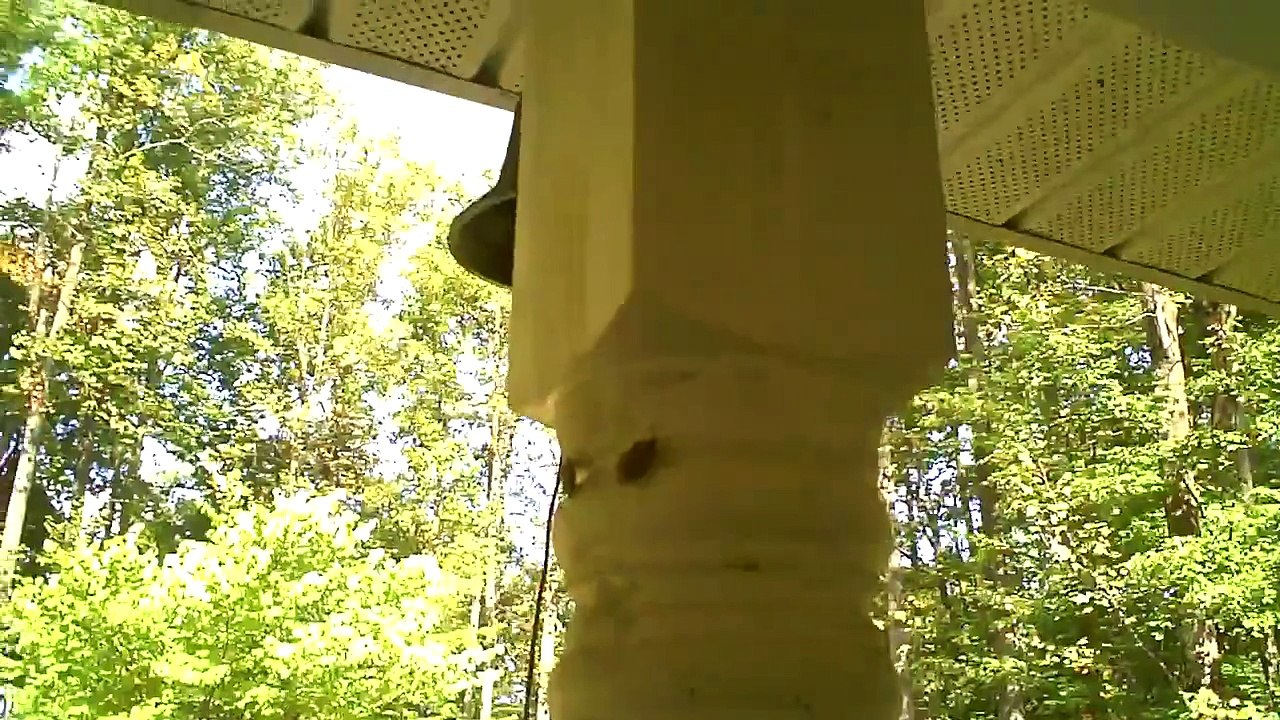 True Facts About the Brown Marmorated Stink Bug