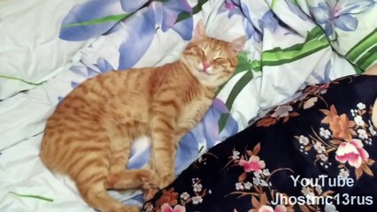 Кот Тима - Кот Улыбака / Tim Cote - Cote Ulybaka ( funny cat )