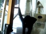 piccolo gattino nero 2 mesi di vita :P