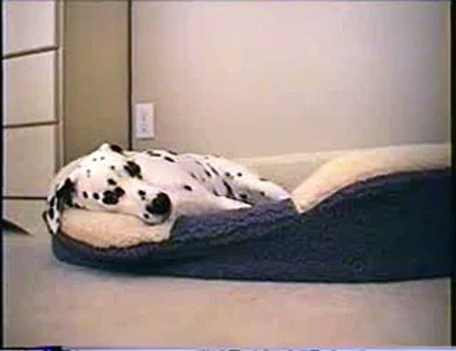 Dalmatian Singing Kareoke!