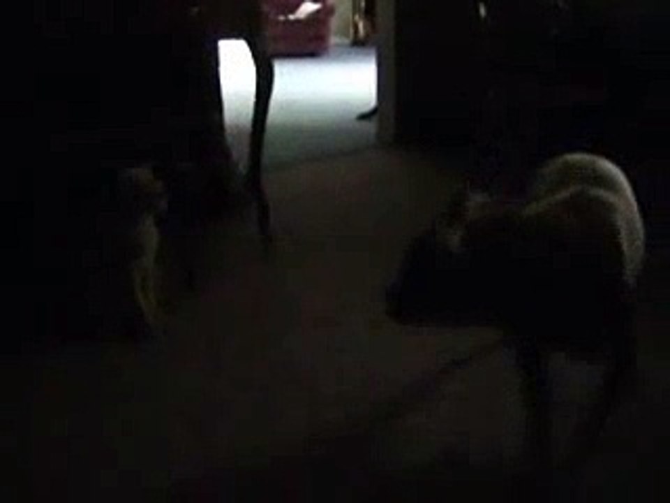PITBULL VS CAT