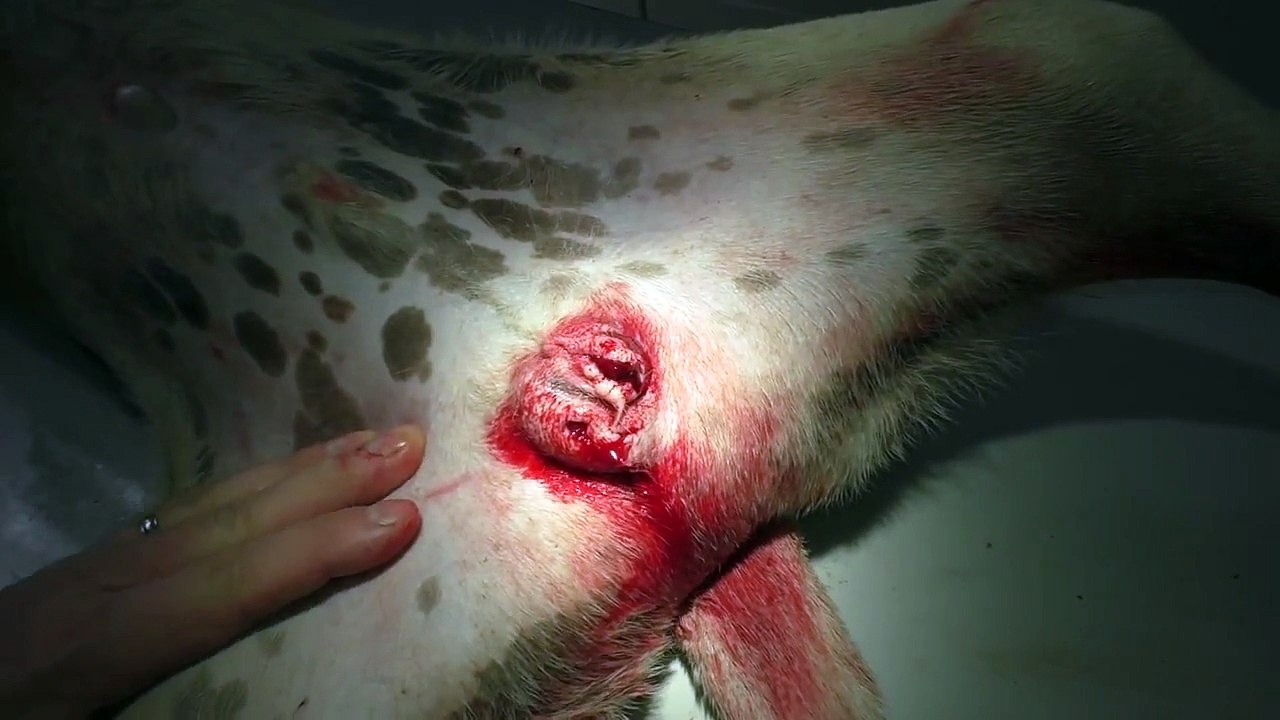 "We castrated it..."