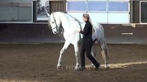 Piaffe - Dressage horse - Academical Training