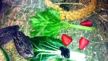 King Quail (Button Quail) with 4 day old babies feeding on fresh vegies and fruit (Australia)