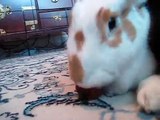 Flemish Giant destroys strawberry